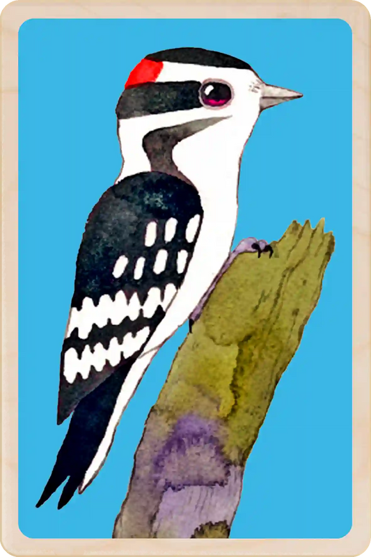 Downy Woodpecker. Eco-friendly wooden postcard to send, gift or keep and display. Original illustration ©Matt Sewell's American Birds.