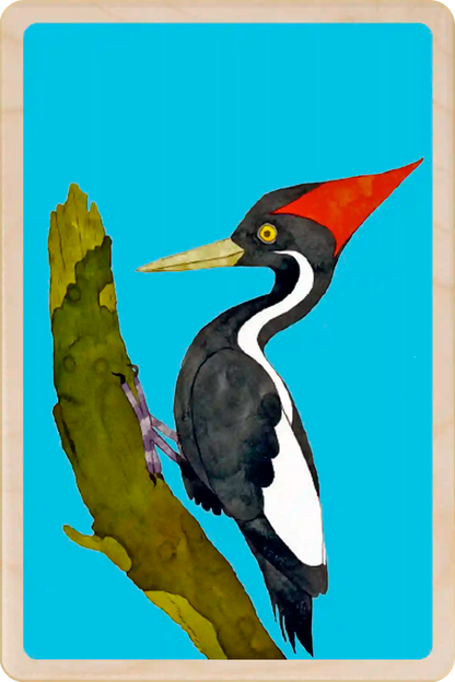 Ivory Billet Woodpecker. Eco-friendly wooden postcard to send, gift or keep and display. Original illustration ©Matt Sewell's American Birds. The Wooden Postcard Company