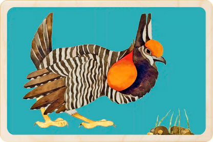 Greater Prairie Chicken. Eco-friendly wooden postcard to send, gift or keep and display. Original illustration ©Matt Sewell's American Birds. The wooden postcard Company