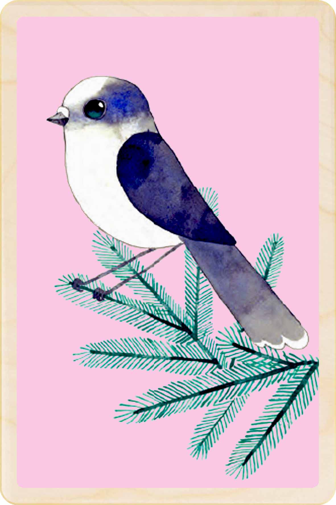 Canada Jay - bird Illustration wooden postcard by Matt Sewell