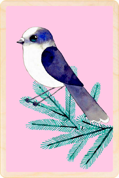 Canada Jay - bird Illustration wooden postcard by Matt Sewell