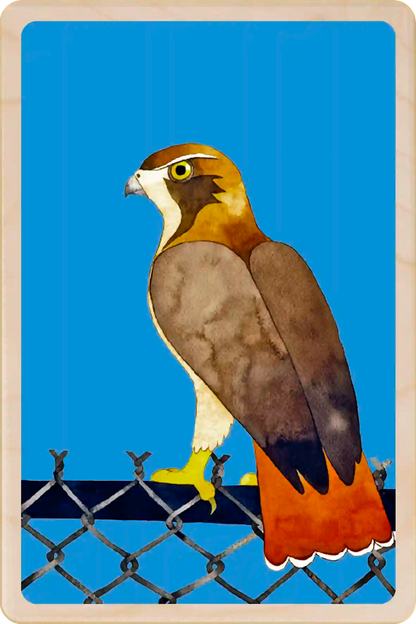 Red Tailed Hawk