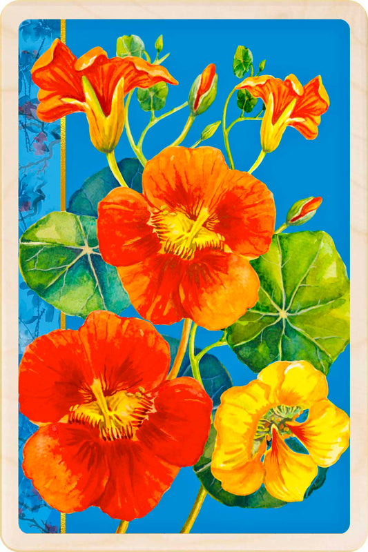 NASTURTIUM