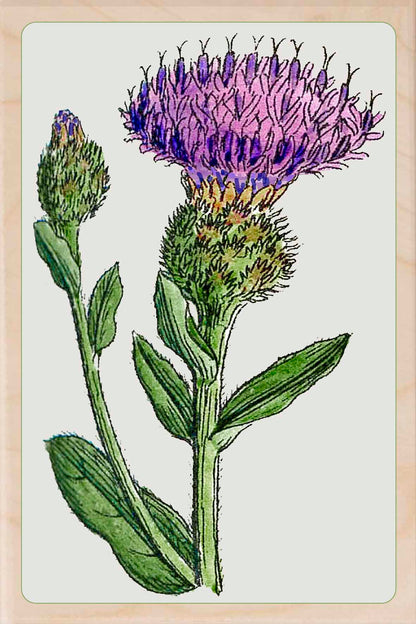 THISTLE