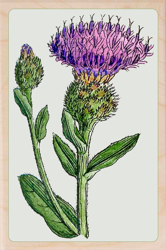 THISTLE