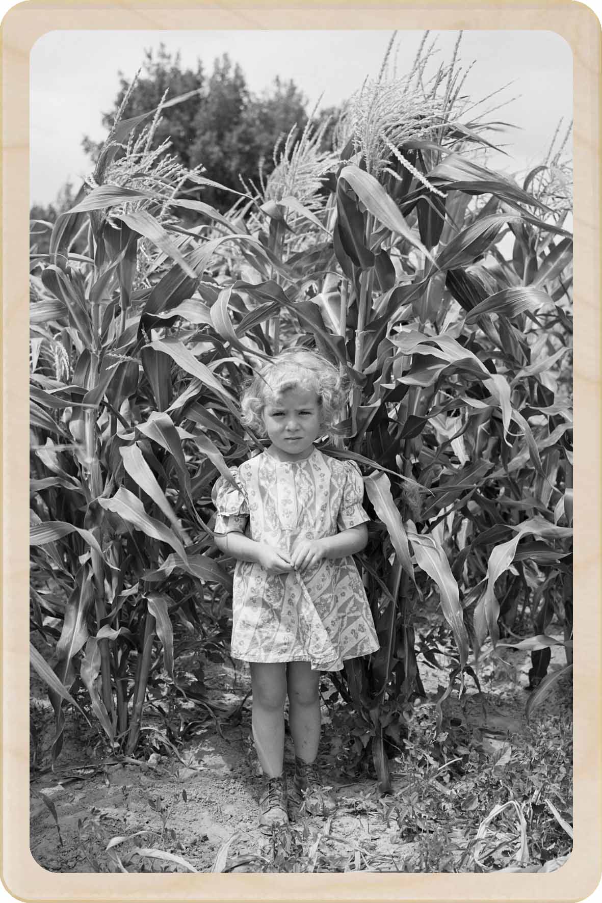 Vintage black and white photo of a young girl standing in a cornfield. Utah Farmer's Daughter&nbsp; - Original photography by Russel Lee - Eco-friendly Card - Wooden Postcard

Write on the back with any pen and post worldwide with a standard stamp. A smart, eco-friendly card and gift.
