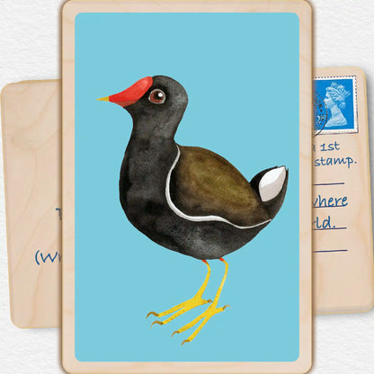 Moor Hen