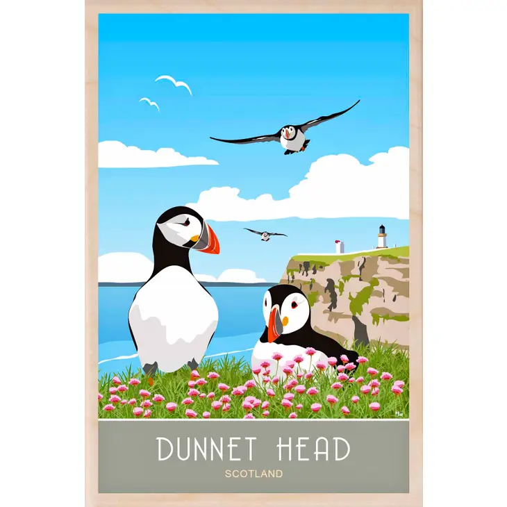 DUNNET HEAD PUFFINS