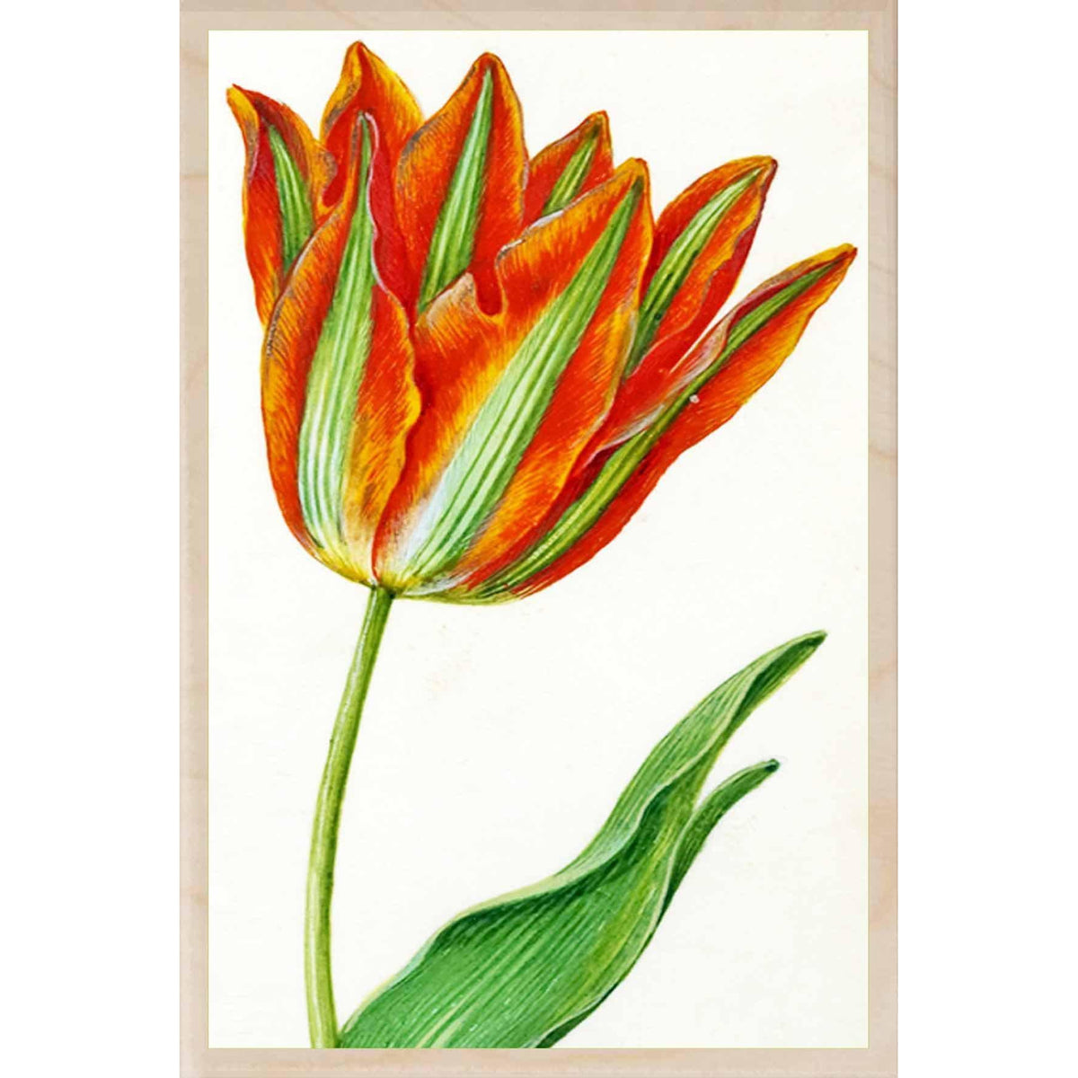 HOLTZBECKER, PARROT TULIP