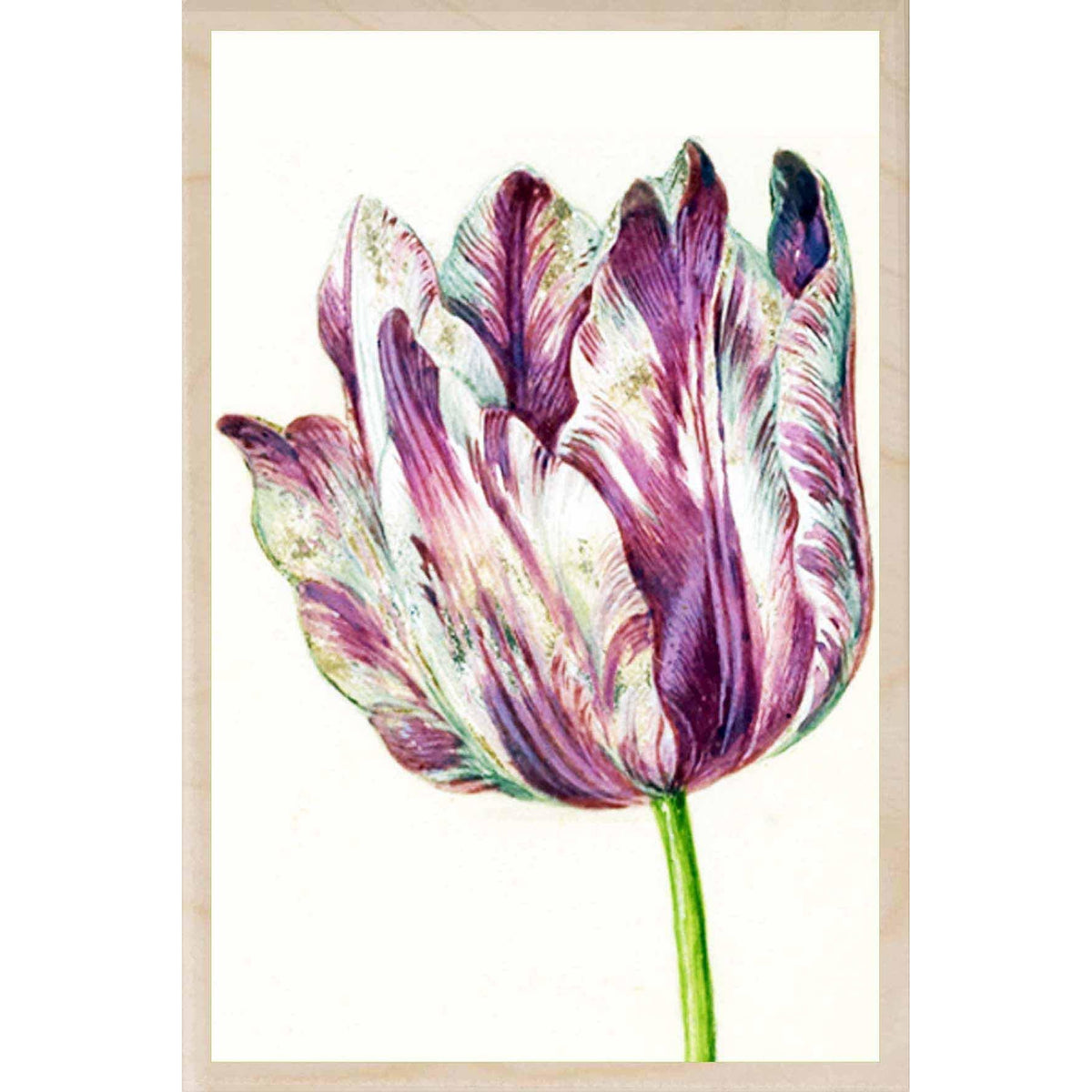 HOLTZBECKER, PINK TULIP
