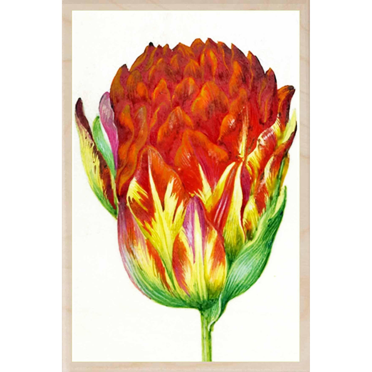 HOLTZBECKER, RED TULIP