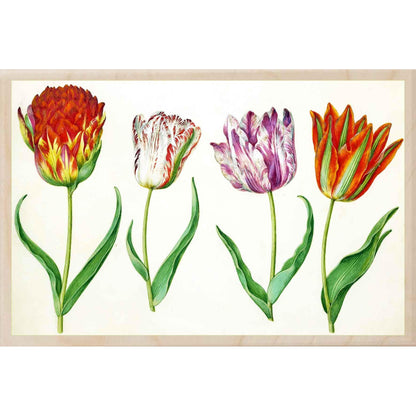 HOLTZBECKER, TULIPS