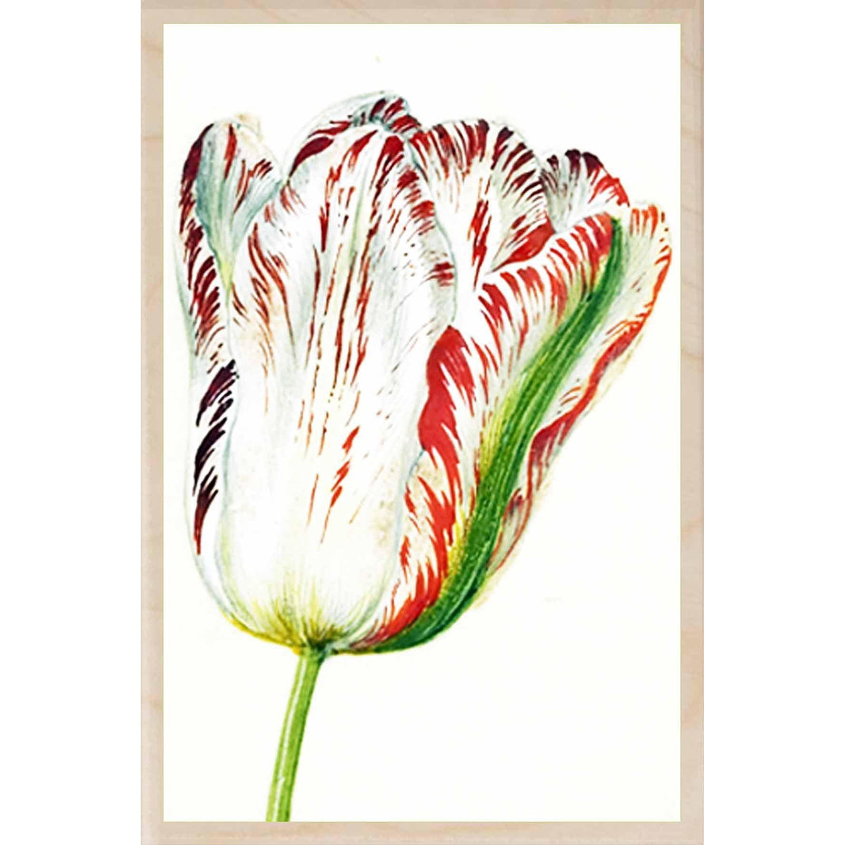 HOLTZBECKER, WHITE TULIP