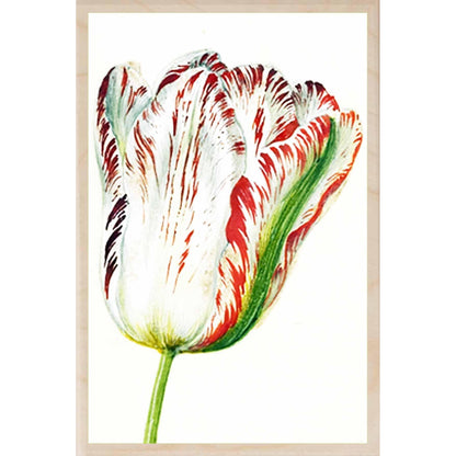 HOLTZBECKER, WHITE TULIP