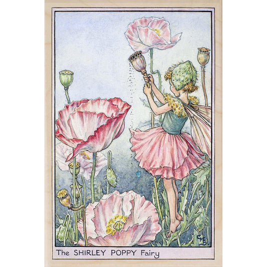 SHIRLEY POPPY FAIRY