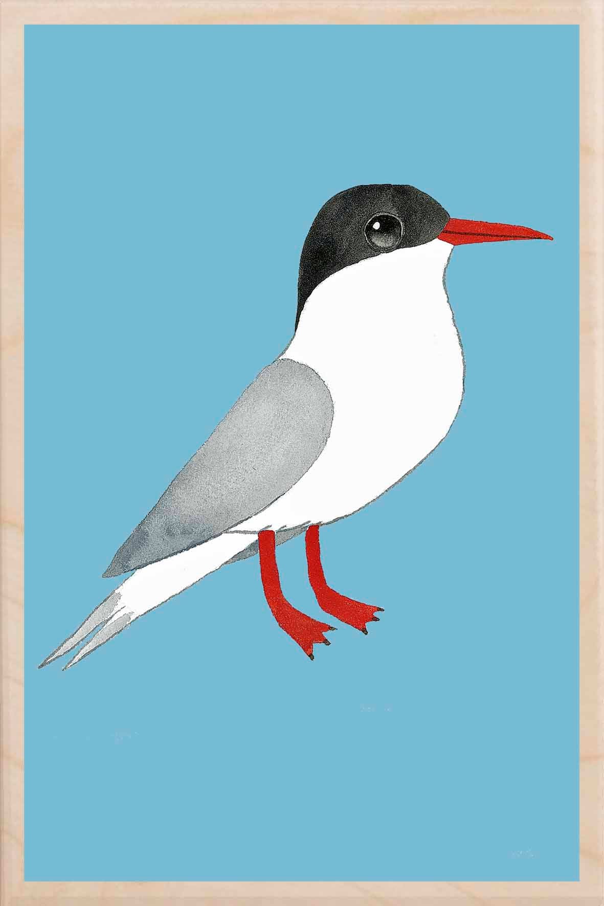 TERN